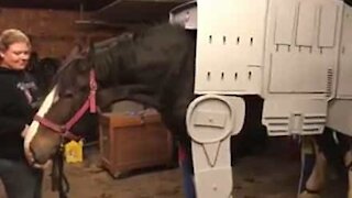 Cet homme réalise un costume Star Wars pour un cheval