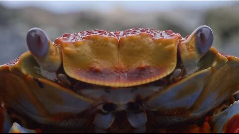 crab and its predators 😱😱😱