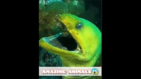 The most amazing animals in the world 😻