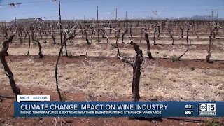 AZ wine growers working to adapt to changing climate
