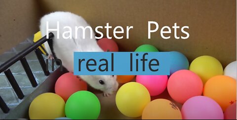 🐹 Hamster Escapes the Creative Maze for Pets in real life 🐹 in Hamster Stories