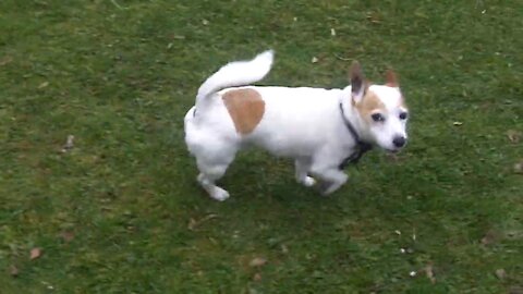 Funny dogs playing in the garden with their owner