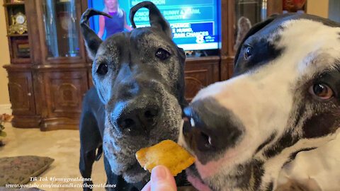 Polite Great Danes Share A Taste Of Toasted Ravioli - Sharing Is Caring