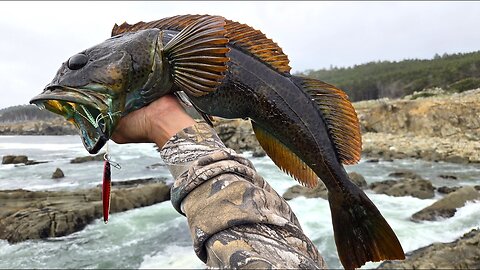 Our MOST PRIZED Fish from the Rocks Catch and Cook