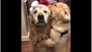 Puppy steals Santa hat from tolerant Golden Retriever