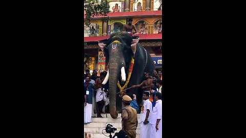 Elephant salute- Famous elephant in kerala india pampady rajan saluting his fans