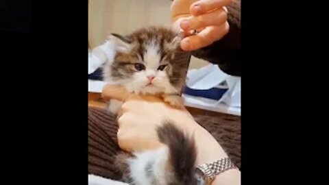 Try Not To Laugh To These cutie pets