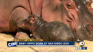 Baby hippo born at San Diego Zoo