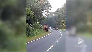 Elephant Kills Security Guard On National Highway