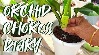 How to SAFELY remove pseudobulb sheaths | Instant Pest Control | Fall Preparation for Orchids 💪🏼🪴