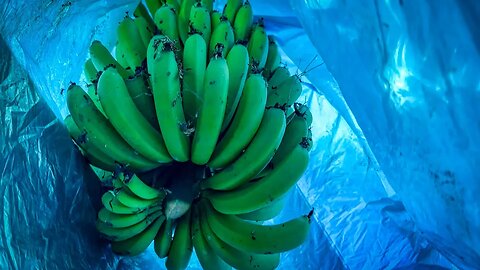Bagging a bunch of bananas and cutting down an old stem