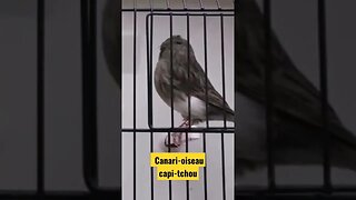 Canari-oiseau capi-tchou