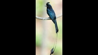 WHAT'S ALL THAT RACKET? The Greater Racket-tailed Drongo BIRD IN THAILAND #shorts