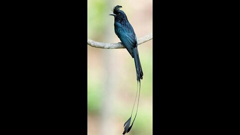 WHAT'S ALL THAT RACKET? The Greater Racket-tailed Drongo BIRD IN THAILAND #shorts