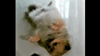 Pomeranian Refuses To Stand Up Until He Hears The Magic Words