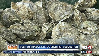 Oysters face double whammy with bacteria worries and Hurricane Michael woes