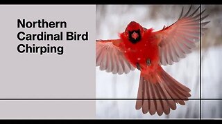 Northern Cardinal Bird Chirping