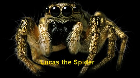 Lucas the Spider playtime reaction