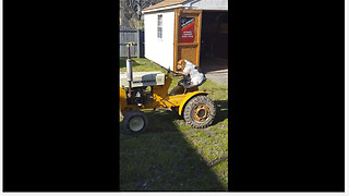 Dog drives lawnmower tractor with ease