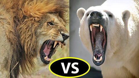 WHAT WOULD HAPPEN IF BARBARY LION AND A POLAR BEAR FOUGHT? - HD