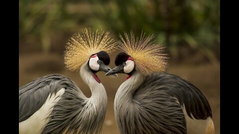 Love and life among birds in nature