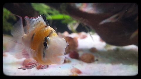 Bolivian Rams Preparing a Spawning Site