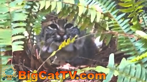 Enjoy a Monday walk thru the sanctuary to see the cats at Big Cat Rescue with Carole! 05 08 2023