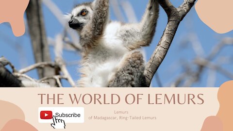 The world of lemurs - Lemurs of Madagascar, Ring-Tailed Lemurs