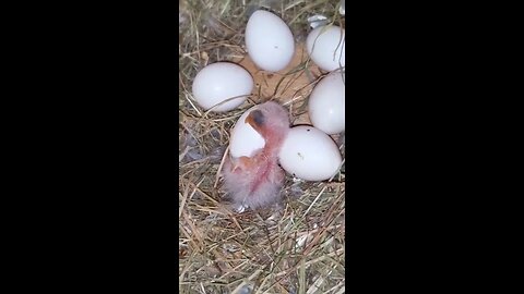 Cute Newborn Chick