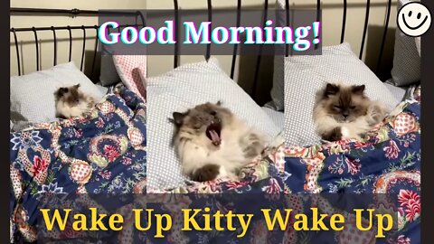 How my adorable kitty trying to wake up in the morning 🥰 but ...