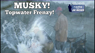 MUSKY Topwater Frenzy!