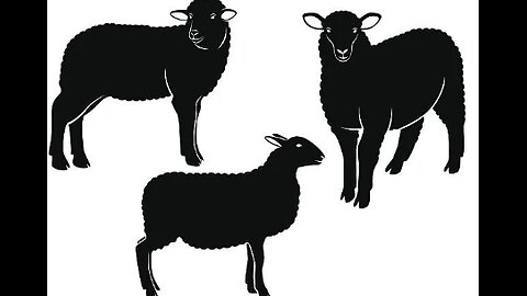 The Black Sheep