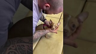 ASMR head crack sounds of dogs head by chiropractor