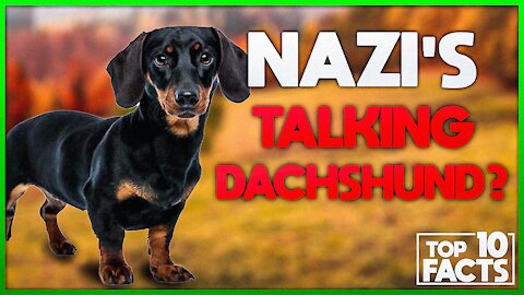 10 Most Interesting Dachshund Facts