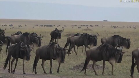 July 26 2017- Sunrise- Hundreds of Wildebeest are on the move with Scott