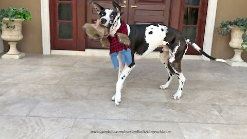 Great Dane Would Rather Play With Werewolf Wig Costume Than Wear It