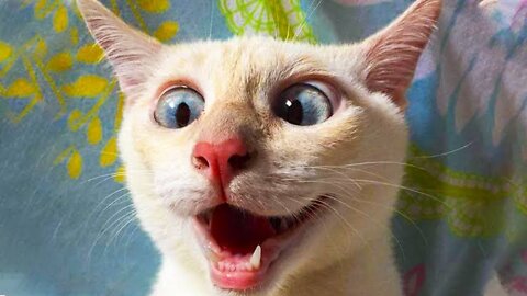 😇 Owners are CRYING, you are LAUGHING! 😹 -The Funniest Cat Videos on the Internet