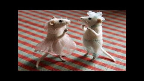 Funny and dancing rat 😁 funny mouse 😆 fuuny rat