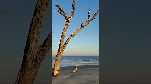 🏝️ Late Afternoon on Driftwood Beach 🏝️ 16 #shorts