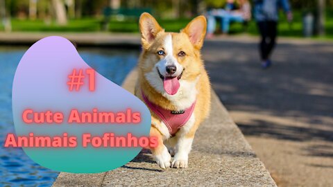 Animais Fofinhos | Cute Animals #1