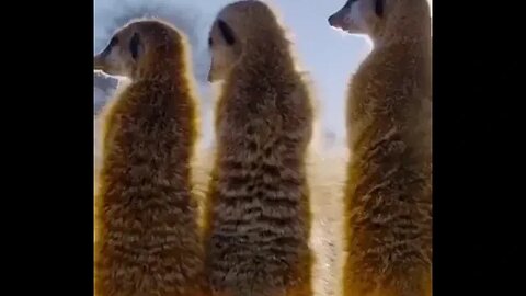 Meerkats do everything together.