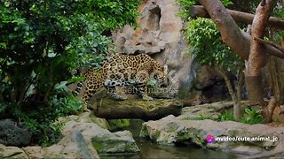 The Secret Life of Jaguars: Jungle's Mysterious Big Cats