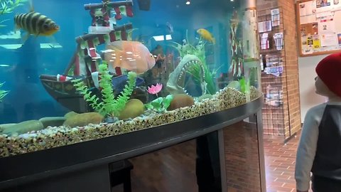 Creepy fish follows this person's every move