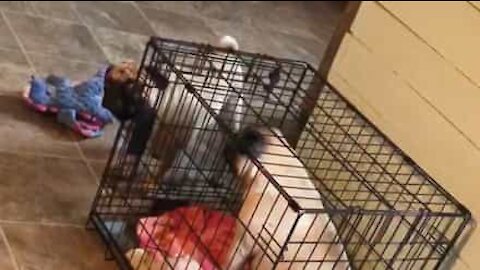 Unapologetic pug locks up sister in cage