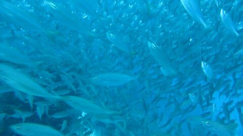 Thousands of Collected Fish Are Looking For Food