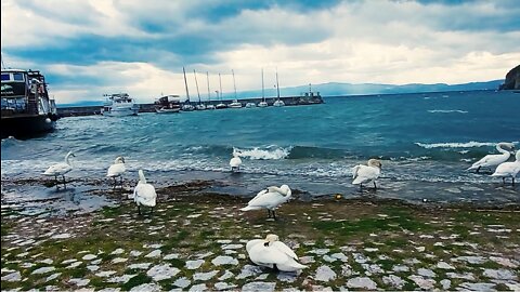 Swans waiting for the storm to pass by