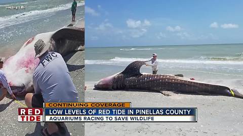 Sea turtles and dolphins impacted by red tide in Manatee County