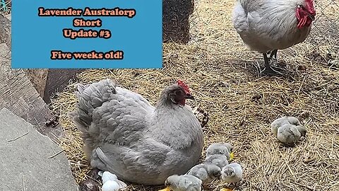 Lavender Australorp Short #3 - Update - growing fast - proud mama and papa.