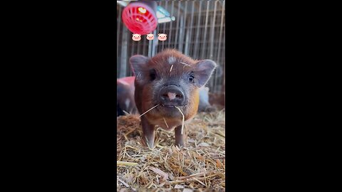 cute pig's baby #pig #animal #viral