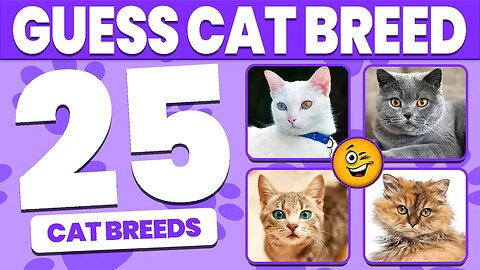 Guess The Cat Breed | Cat Breed Quiz 🐱🤔 Ragdoll, Persian Cat, Maine Coon, Siberian Cat, Savannah Cat